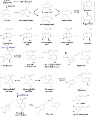 Silencing of Oleuropein β-Glucosidase Abolishes the Biosynthetic Capacity of Secoiridoids in Olives